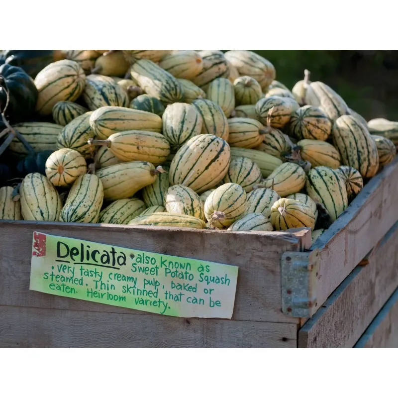 Delicata squashfrön