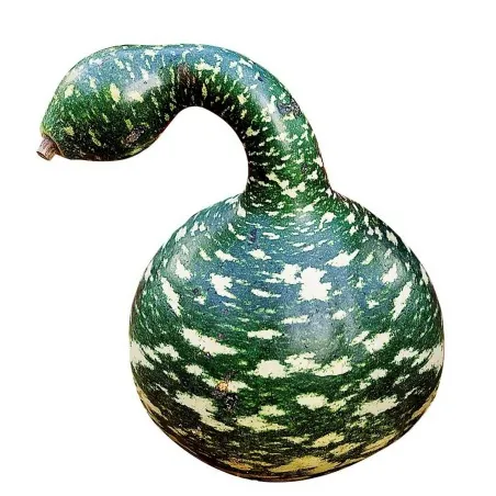 Zierkürbis Samen Schwanenhals - Cobra