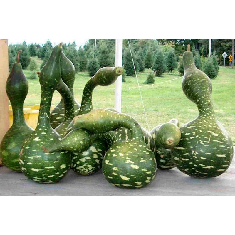 Price: €2.75 - Semillas de Calabaza del peregrine - CUELLO CISNE - 