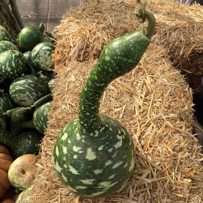 Price: €2.75 - Semillas de Calabaza del peregrine - CUELLO CISNE - 