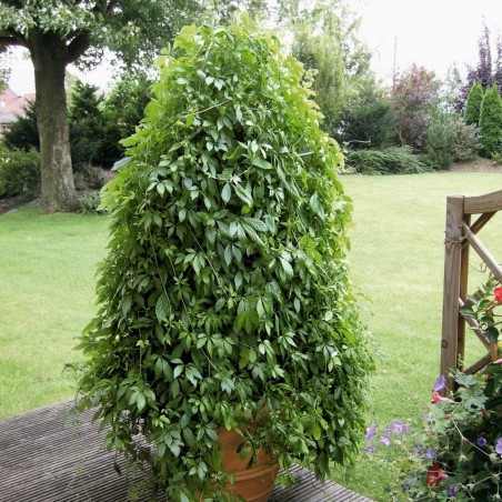 Price: €1.85 - Sementes de Jiaogulan (Gynostemma Pentaphyllum) -