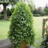 Price: €1.85 - Sementes de Jiaogulan (Gynostemma Pentaphyllum) - 
