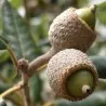 Semillas de Encina (Quercus ilex)