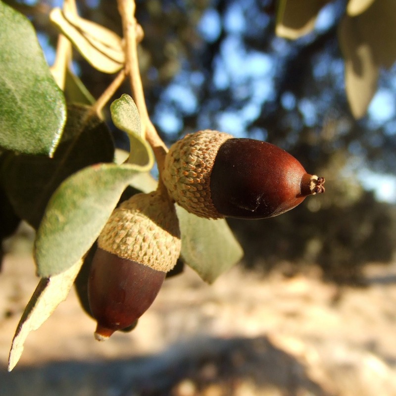 Evergreen Oak, Holly Oak Seeds (Quercus ilex) 4.85 - 4