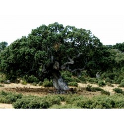 Evergreen Oak, Holly Oak Seeds (Quercus ilex) 4.85 - 2