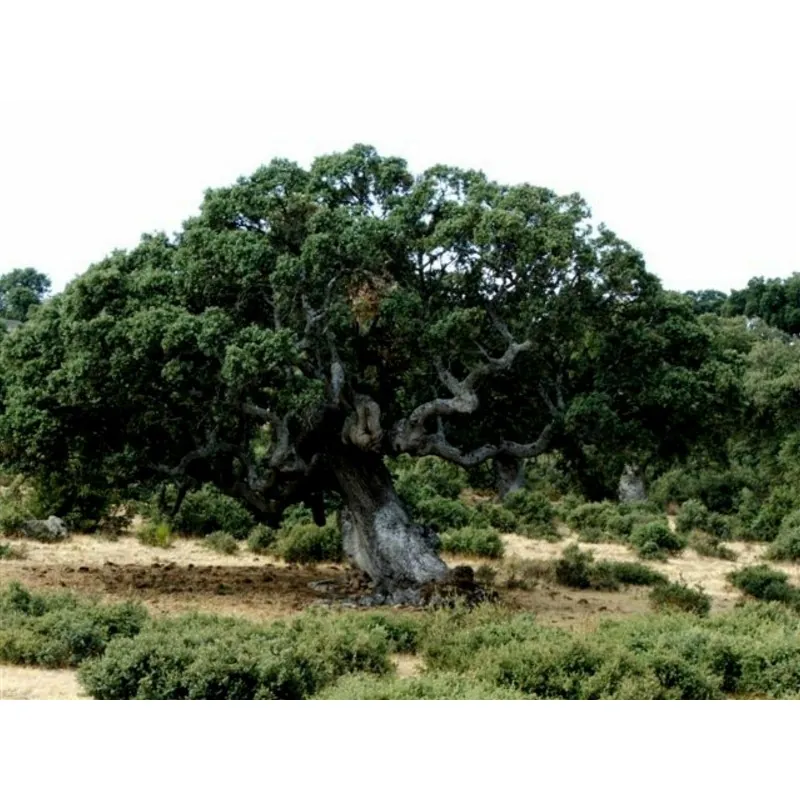 Semillas de Encina (Quercus ilex)