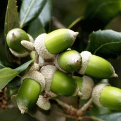Semillas de Encina (Quercus ilex) 4.85 - 3