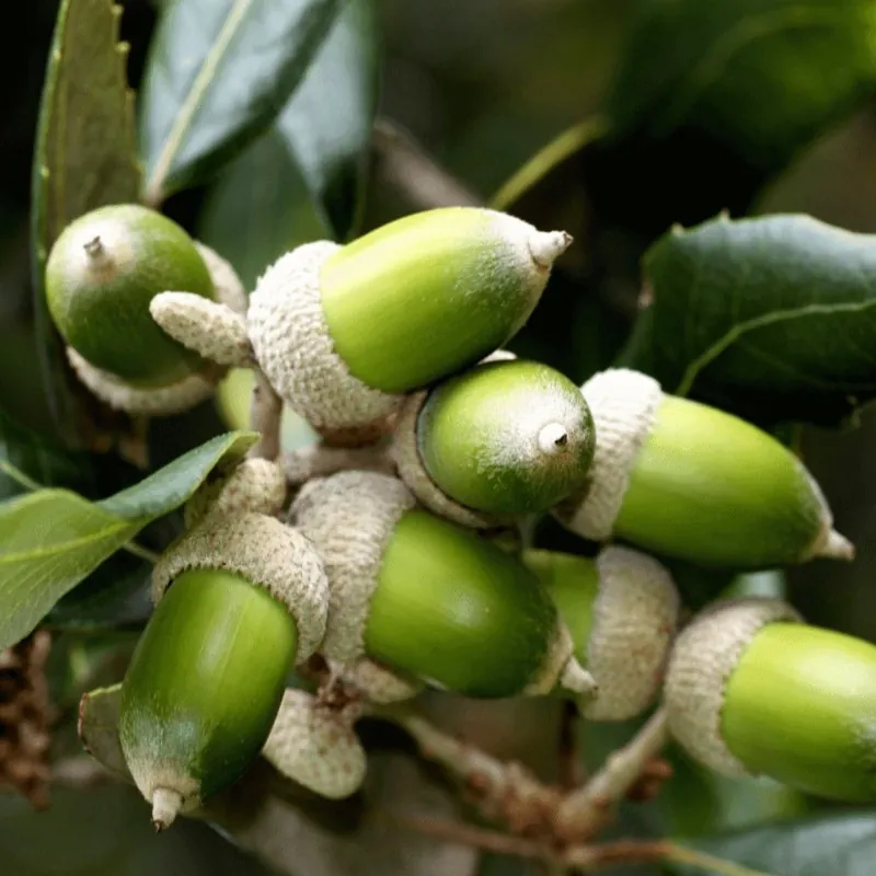 Stenek Frön (Quercus ilex)