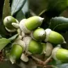 Steineiche Samen (Quercus ilex)