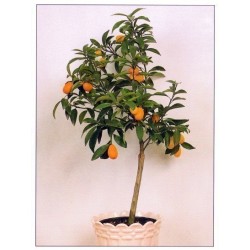 Semi di Kumquat o Mandarino Cinese (Fortunella Margarita)