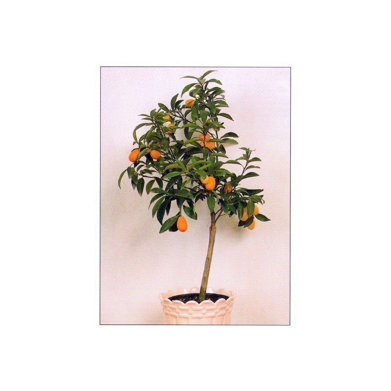 Kumkvat Seme (Fortunella margarita)