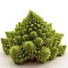 2000 Graines Chou fleur vert Romanesco