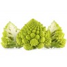 Price: €11 - 2000 Semena Romanesco Karfiola - Seeds Gallery
