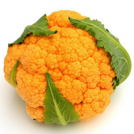 Price: €2.75 - Orange Cauliflower Seeds -