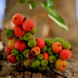 Price: €2.1 - Semi di Ficus racemosa - 