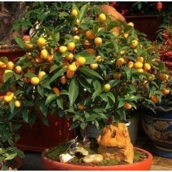 Kumquats or cumquats Seeds (Fortunella margarita) exotic tropical fruit