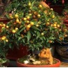 Σπόροι Κουμκουάτ (Fortunella Margarita)