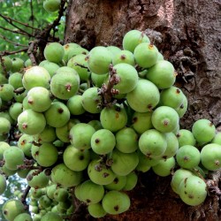 Cluster fig Seeds (Ficus racemose) 2.1 - 2
