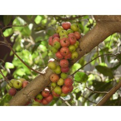 Фикус Кистевидный семена (Ficus racemosa) 2.1 - 7