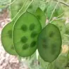 Graines de Monnaie du Pape (Lunaria annua)