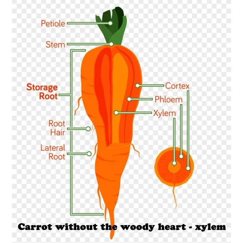 Semillas de zanahoria, romas largas, sin xilema (corazón)