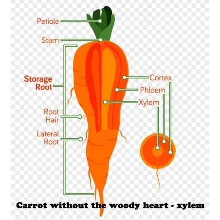 Semillas de zanahoria, romas largas, sin xilema (corazón)