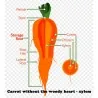 Carrot seeds, long blunt, xylem free (heart)