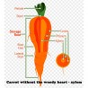 Graines de carotte, long émoussé, sans xylème (coeur) | 1,85 €