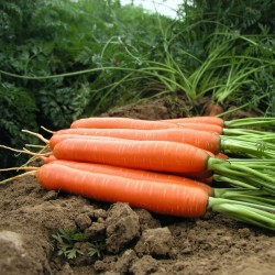 Price: €1.85 - Semi di carota, lunghi contundenti, senza xylem (cuore) - 