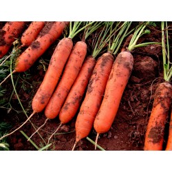 Graines de carotte, long émoussé, sans xylème (coeur) 2.35 - 3