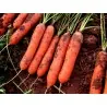 Carrot seeds, long blunt, xylem free (heart)