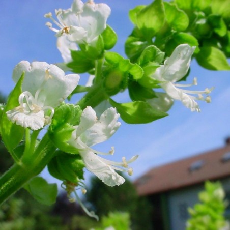 Price: €1.75 - Limonenbasilikum Samen (Ocimum africanum) -