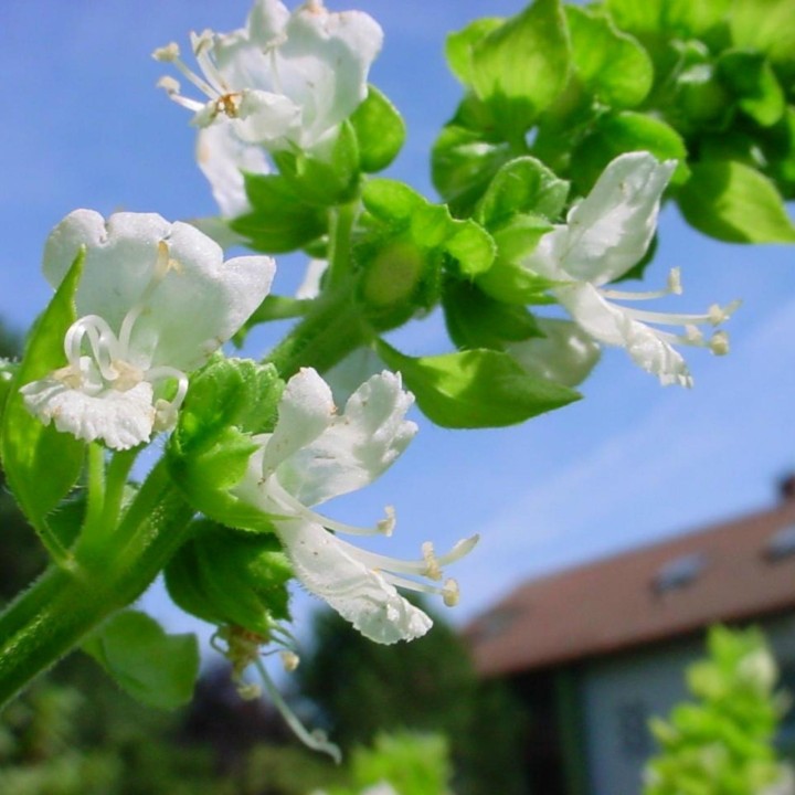 Lemon basil or Hoary basil Seeds (Ocimum americanum) - 1.575
