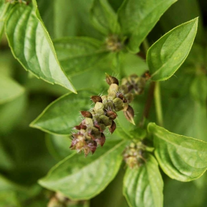 Lemon basil or Hoary basil Seeds (Ocimum americanum) - 1.575