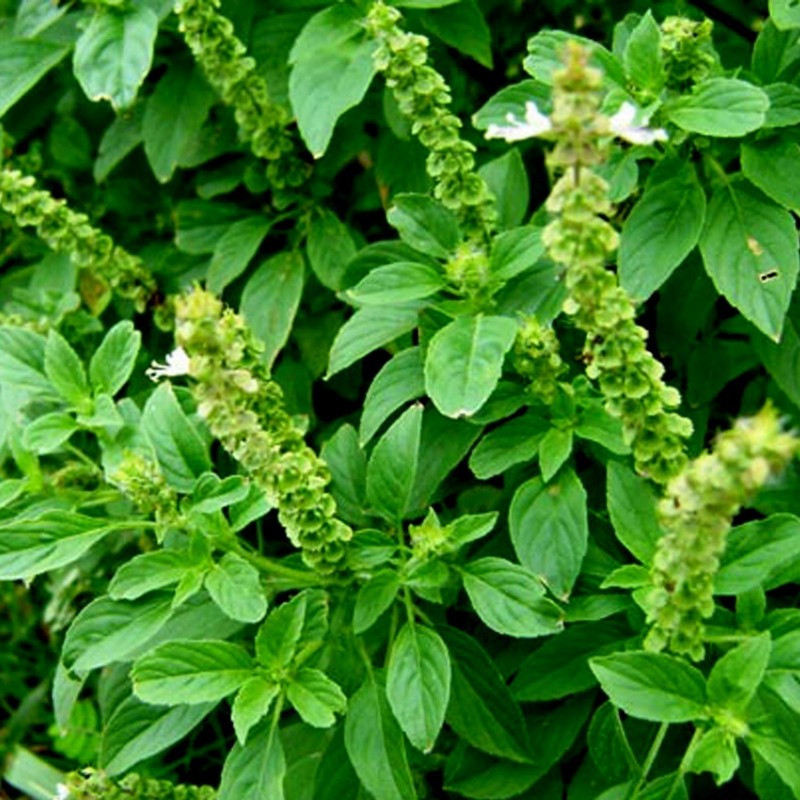 Price: €1.75 - Lemon basil or Hoary basil Seeds (Ocimum americanum) - 