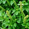 Price: €1.75 - Lemon basil or Hoary basil Seeds (Ocimum americanum) - 