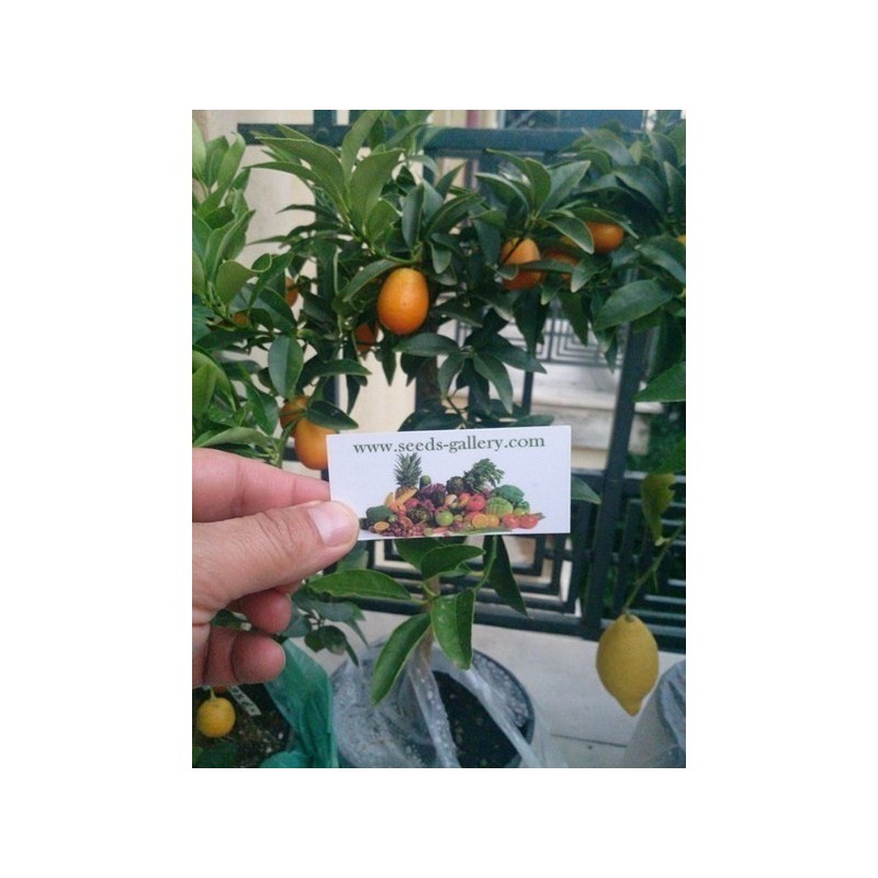 Σπόροι Κουμκουάτ (Fortunella Margarita)