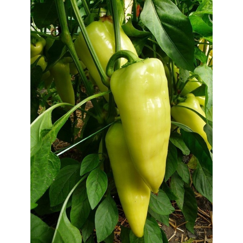 Price: €1.95 - Paprikasamen ROMANSA - Sorte aus Serbien - 