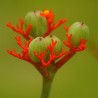 Semi di Jatropha podagrica