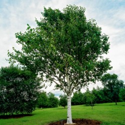 Σπόροι Σημύδα (Betula) 1.95 - 2