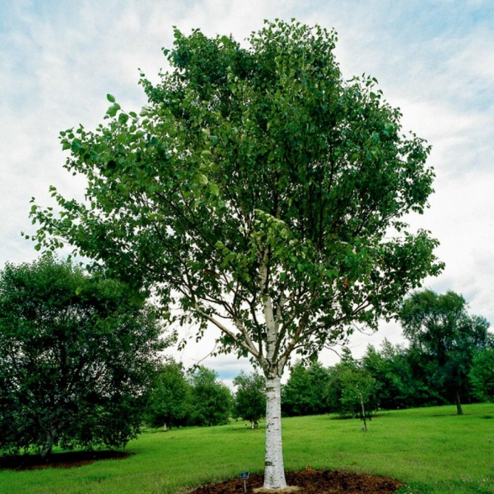 Birch Tree Seeds (Betula) - 228.714671