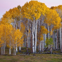 Birch Tree Seeds (Betula) - 228.714671