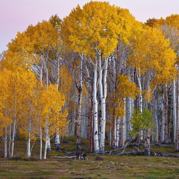Birch Tree Seeds (Betula) - 228.714671