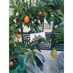 Kinkan - Kumquat Frön (Fortunella margarita) Frost Hardy -10 C