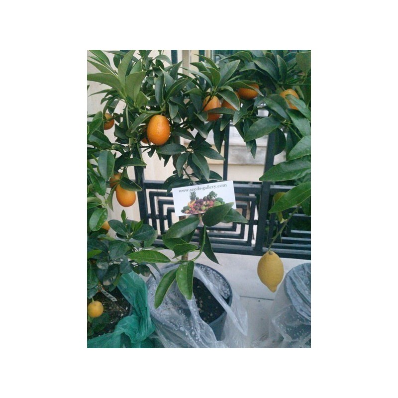 Σπόροι Κουμκουάτ (Fortunella Margarita)