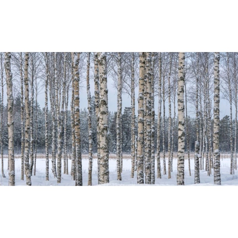 Graines de Bouleau (Betula)