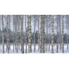Price: €1.95 - Semi di Betulla (Betula, Linnaeus) - 