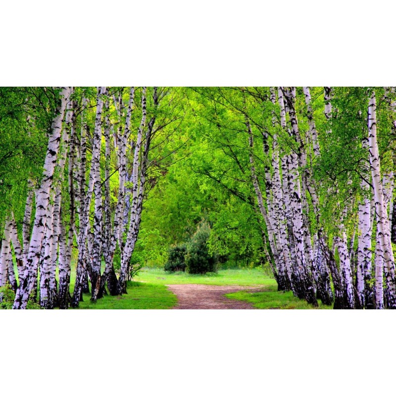 Birken Samen (Betula)