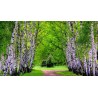 Price: €1.95 - Semillas De Abedul (Betula) - 