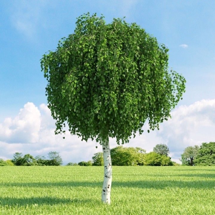 Birch Tree Seeds (Betula) - 228.714671